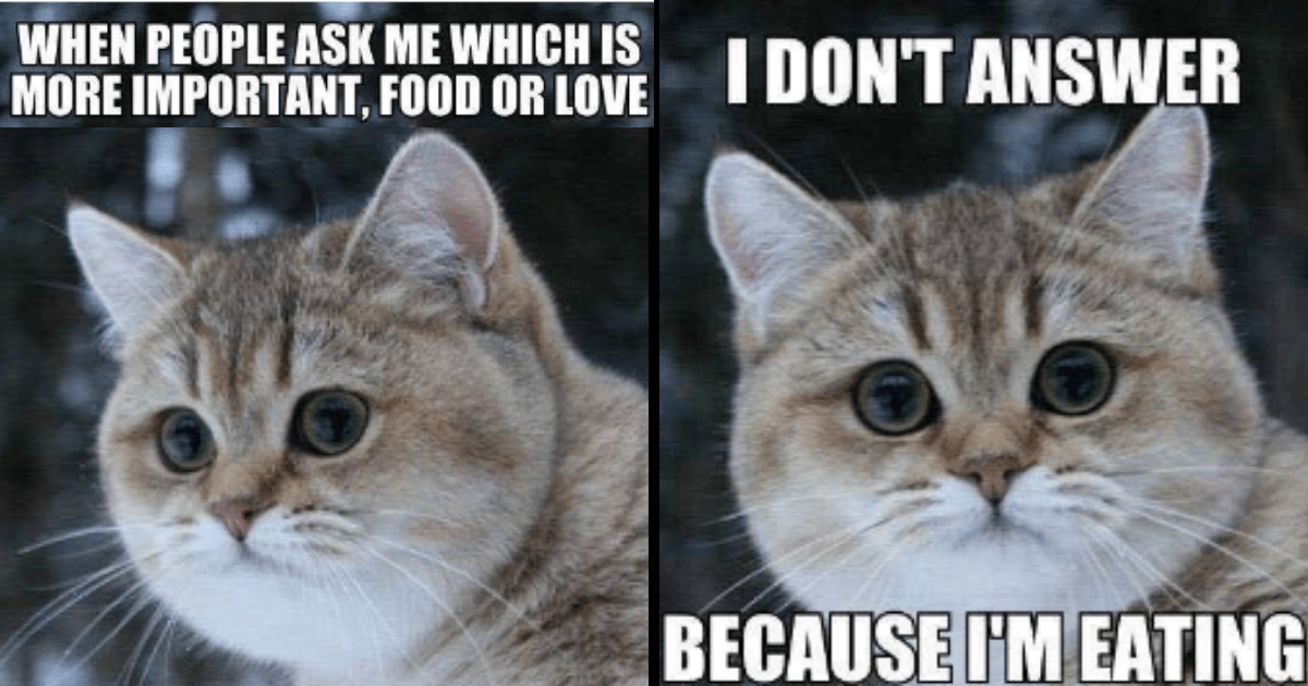 27 Feline Funny Cat Memes For A Caturday Full Of Smiles