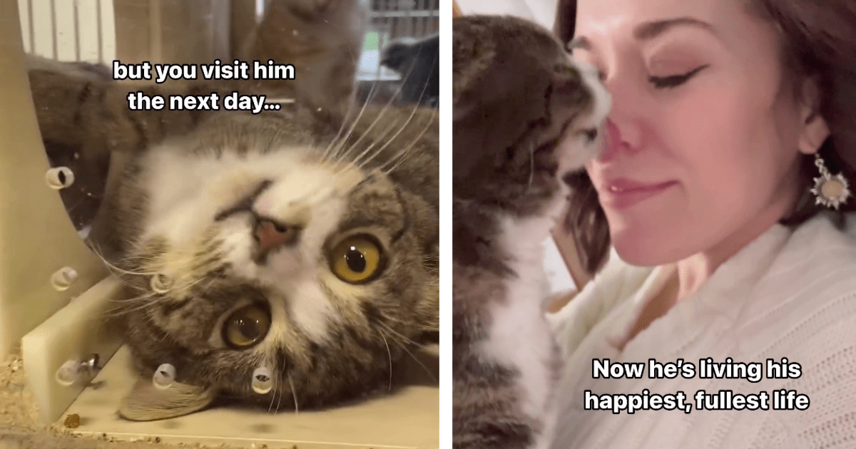 Saddest Cat At The Shelter Gets Adopted And Ends Up Living The
Happiest Life Full Of Love And Cuddles (Video)