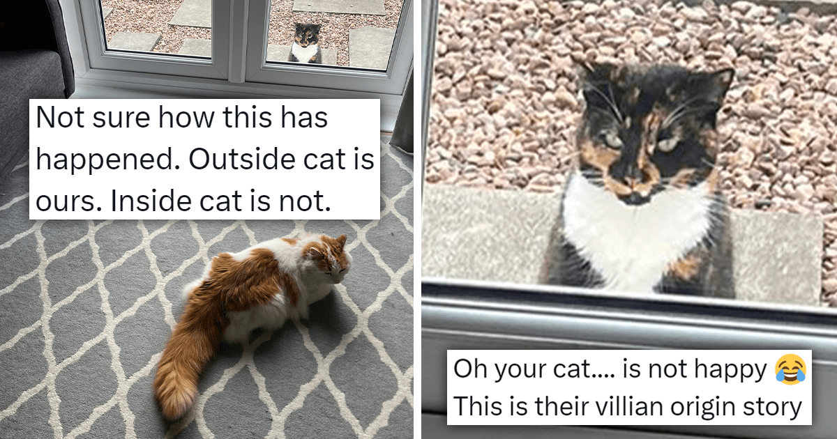 In A Silly Switcheroo, Housecat Finds Itself Locked Outside While A
Random Cat Takes Its Place, And He Is Not Happy About It