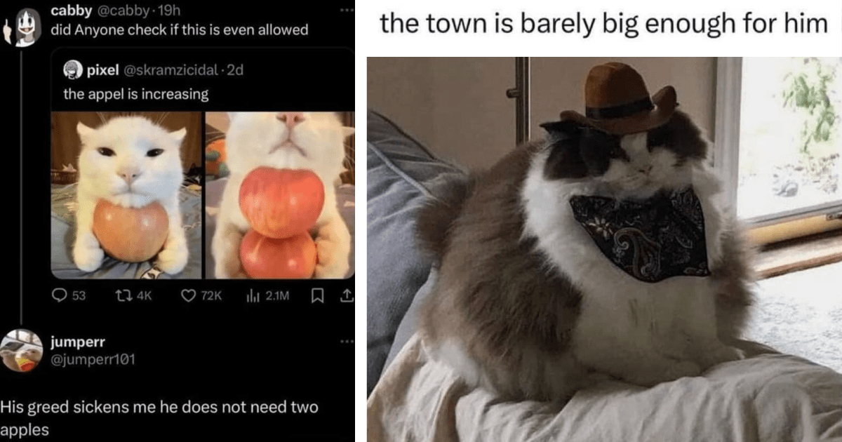 34 Meowrvelous Memes to Have With Your Coffee to Start Your Week
Caffeinated and Full of Feline Funnies