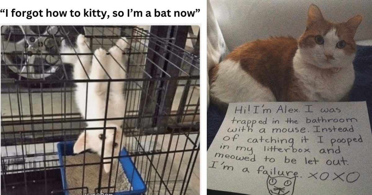 25 Hissterical And Funny Cat Memes To Help You Cope With This
Temperamental Tuesday