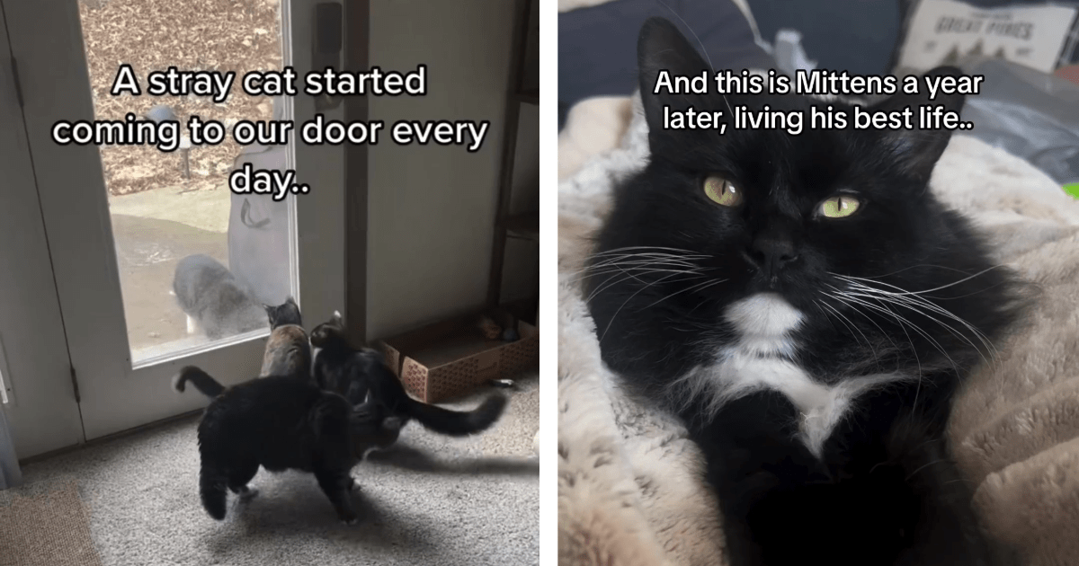 Stray Cat Learns To Trust His New Hooman Pawrents And Turns...me House Cat, Living His Best Life In His Forever Home (Video)