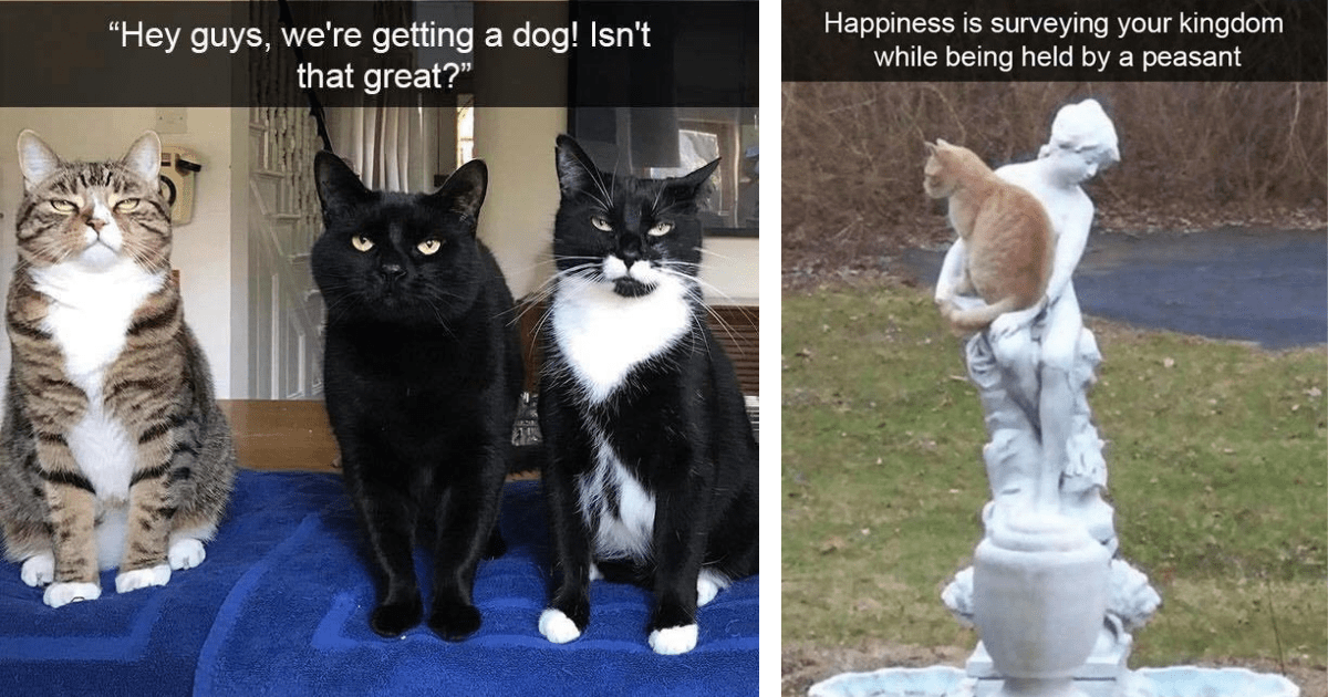 34 Cat Snaps Highlighting Hissterical Hooligans, Fuzzy Funnies, and an
Overall Vibe of Purrfect Pawsitivity