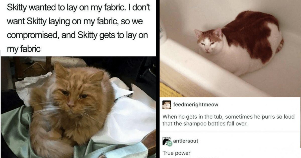 A Purrfectly Fresh Fancy Feast of Cat Memes for Kitty Connoisseurs
Hungry for a Good Time