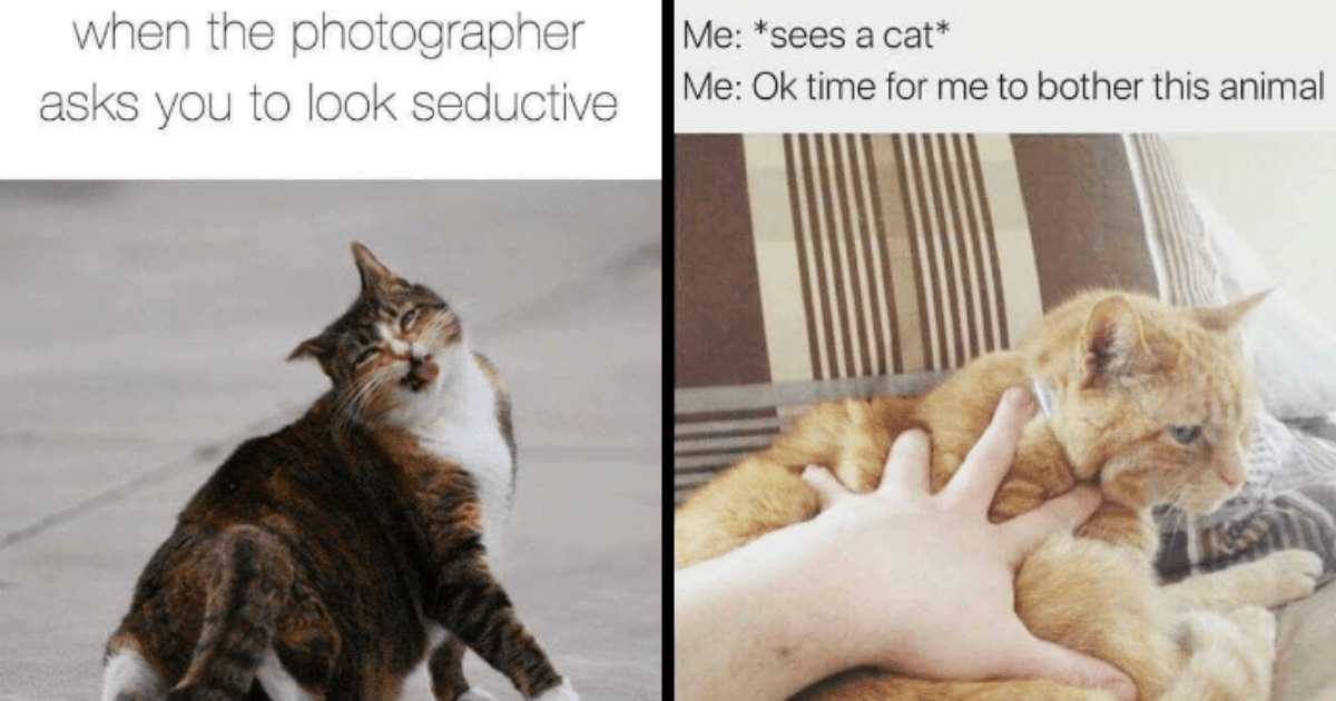 Monday Meowtivation With 29 Cat Memes To Start The Week With Pawsitive
Purrfection