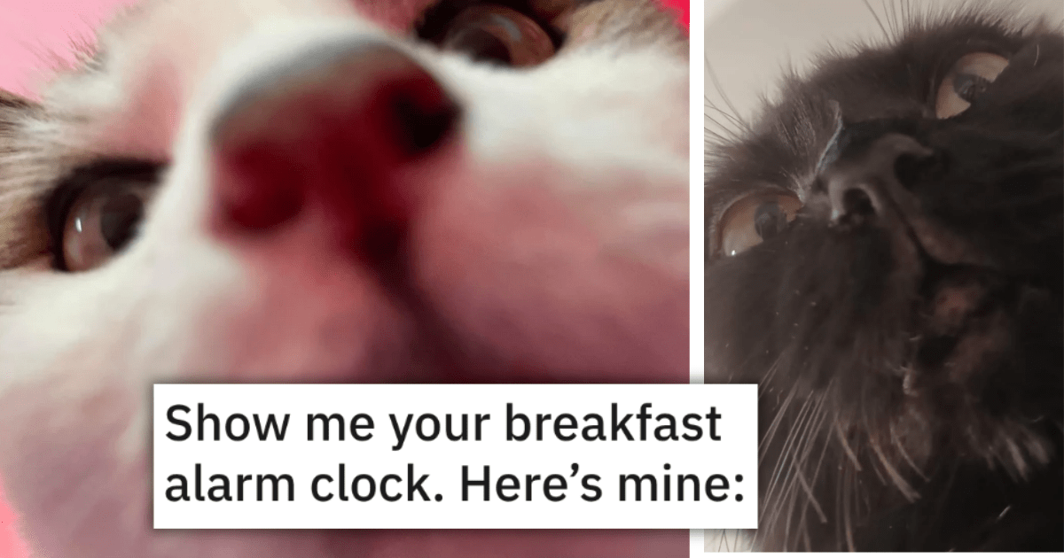 26 Hilarious Whiskery Wake Up Calls From Adorable Alarm Clock Cats
That Just Won't Let You Sleep In