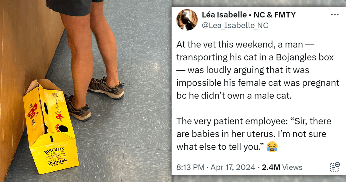 'Sir, there are babies in her uterus': Man Loudly Argues Wi...ossible His Cat Is Pregnant Because He Doesn't Have A Male Cat