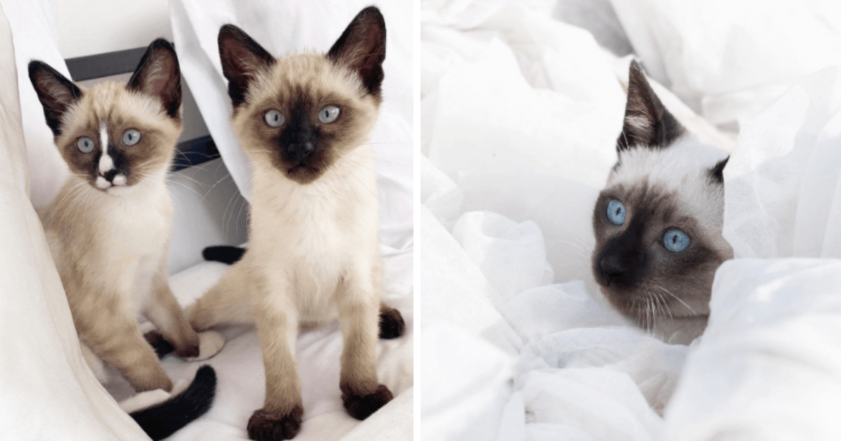 Siamese Celebration With 24 Cute And Curious Cats For A Tuesday Full
Of Purrfection