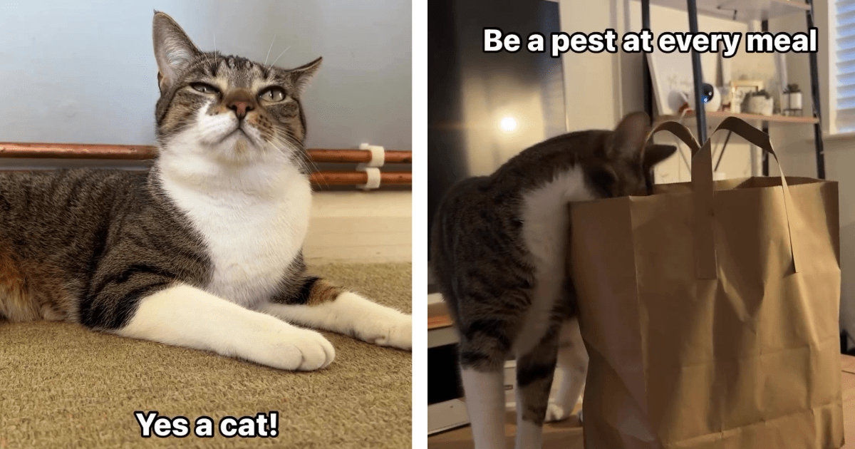 Mid-Week Motivation: Hilarious Cute Cat Teaches Us Humans What It
Means To Be A Facetious Feline (Video)
