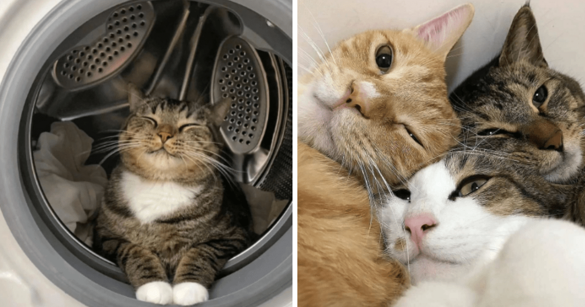 24 Funny Furry Felines For A Purrfect Dose Of Midweek Cat Cuteness