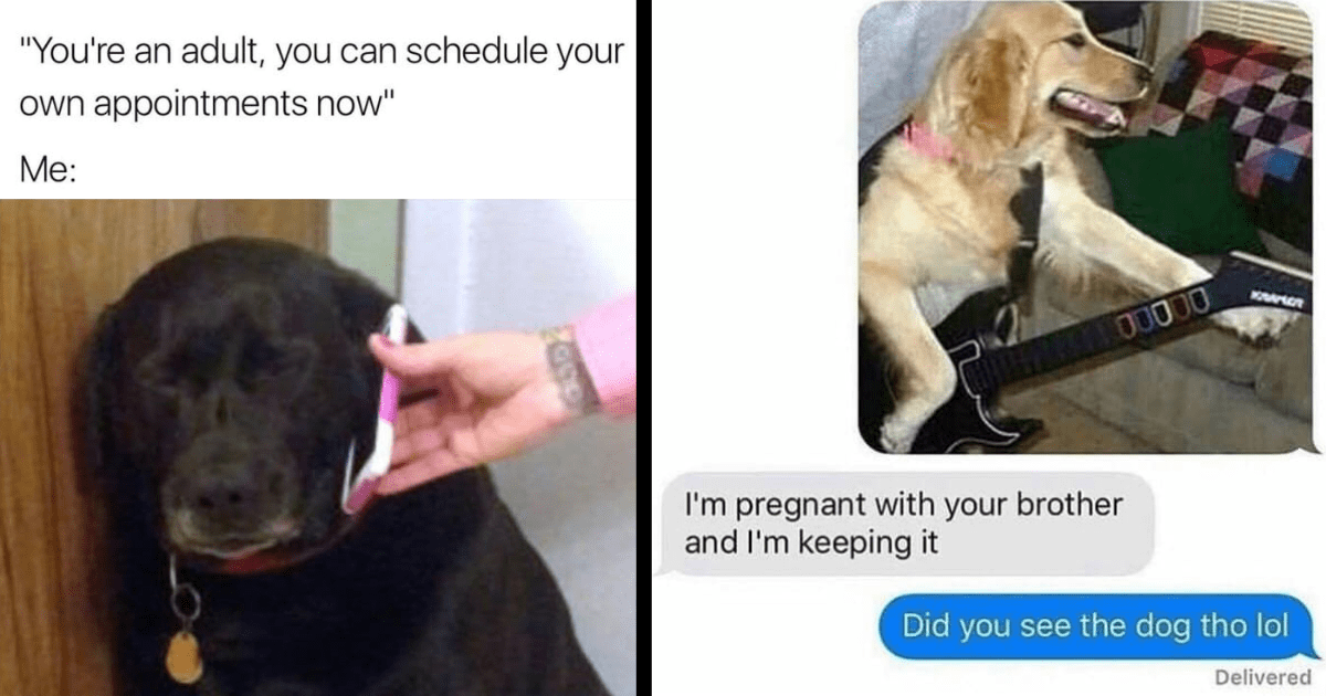 32 Funny Memes of Doggos for When Your Office Patience is Pawsitively ...