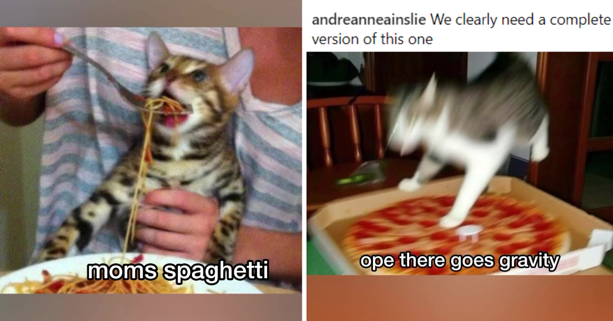 Hilarious Cat Video Mashup Of Eminem’s ‘Lose Yourself’ Set To Cat Pics ...