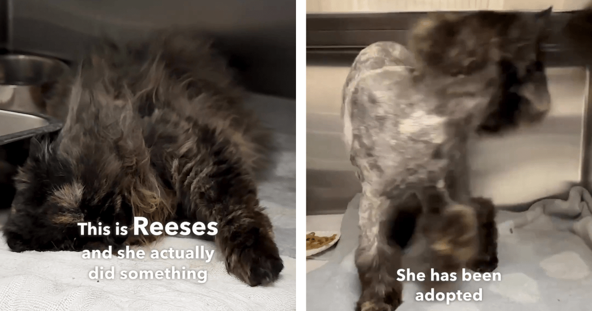 Sweet Shelter Workers Spend Hours Saving This Fluffy Feline With Painfully Matted Fur (Video)