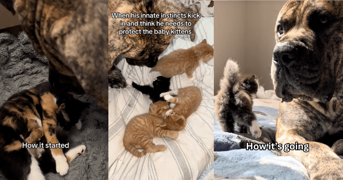 Litter of Smol Kittens Claim an Enormous 160lbs Mastiff as Their New Pawrent