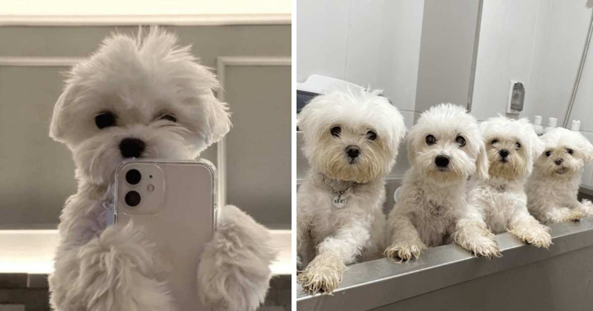 Maltese Monday With 23 Pawsitively Poodlelicious Pups For A Day Of ...