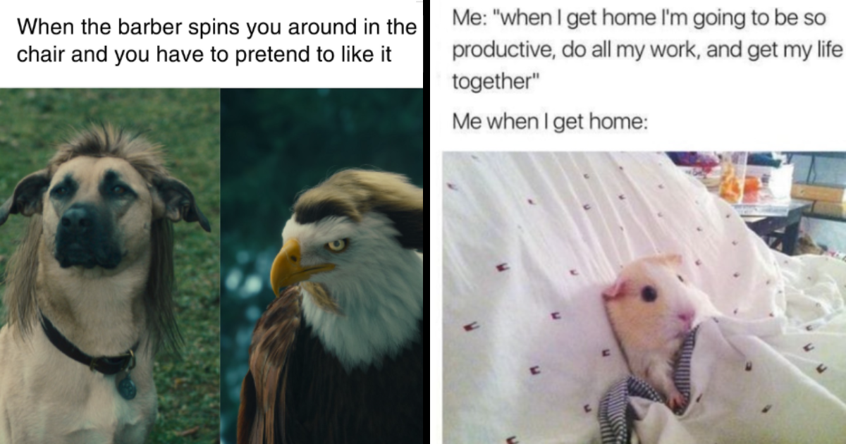 Thursday Throwdown With 25 Animal Memes For A Day Full Of Pawsitively