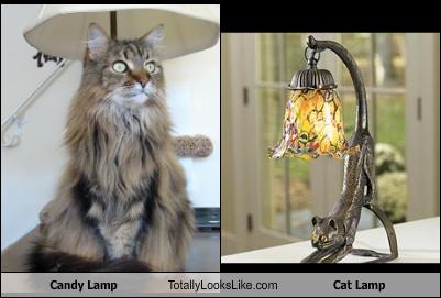 Candy Lamp Totally Looks Like Cat Lamp - Cheezburger ...