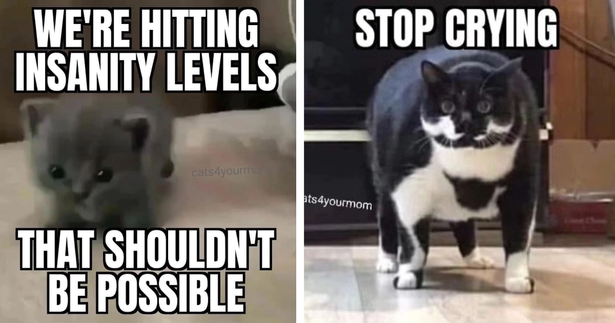 Invasive And In Your Face Cat Memes To Get You Ready For The Work Week