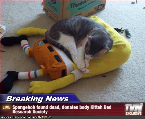 Breaking News - Spongebob found dead, donates body Kitteh ...