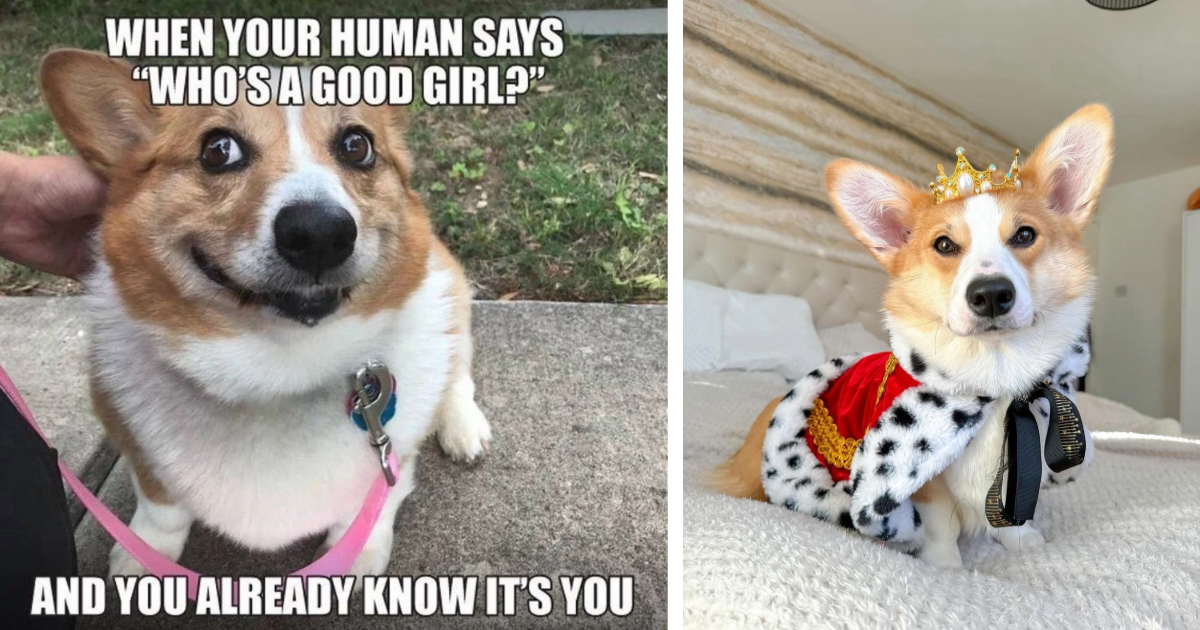 Uplifting Pictures And Memes Of Cute Corgis To Fill Your Monday With 