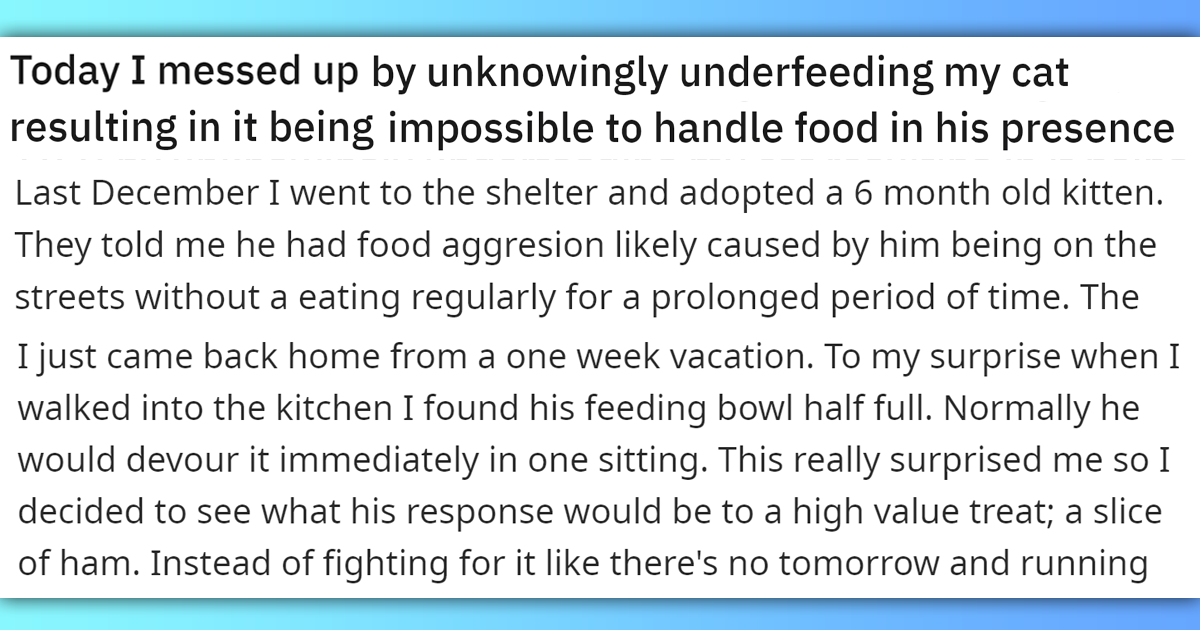 Person Finds Out That They Were Unknowingly Underfeeding Their Cat