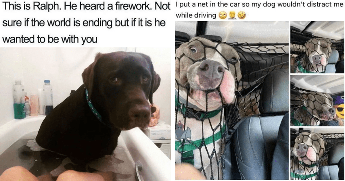 30 Wholesome And Funny Dog Memes For All The People Who Are Having A ...