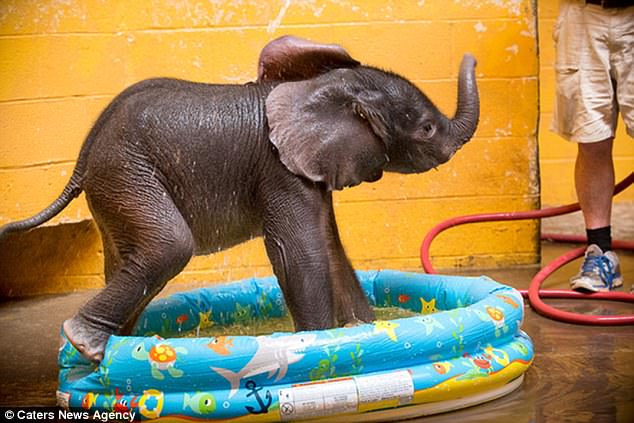 Adorable Baby elephant Cools Down in Tiny Baby Pool at Pittsburg Zoo ...