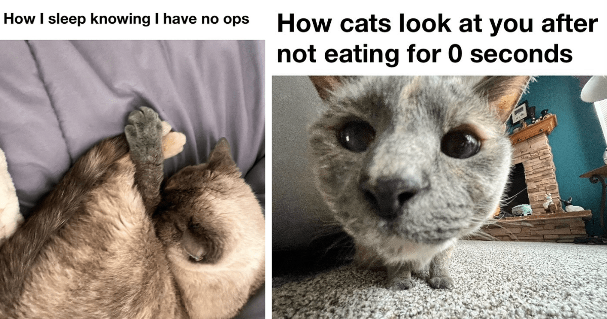23 Wholesome And Spicy Cat Memes To Start Your Day With Your Daily Double Dose Of Feline Funnies