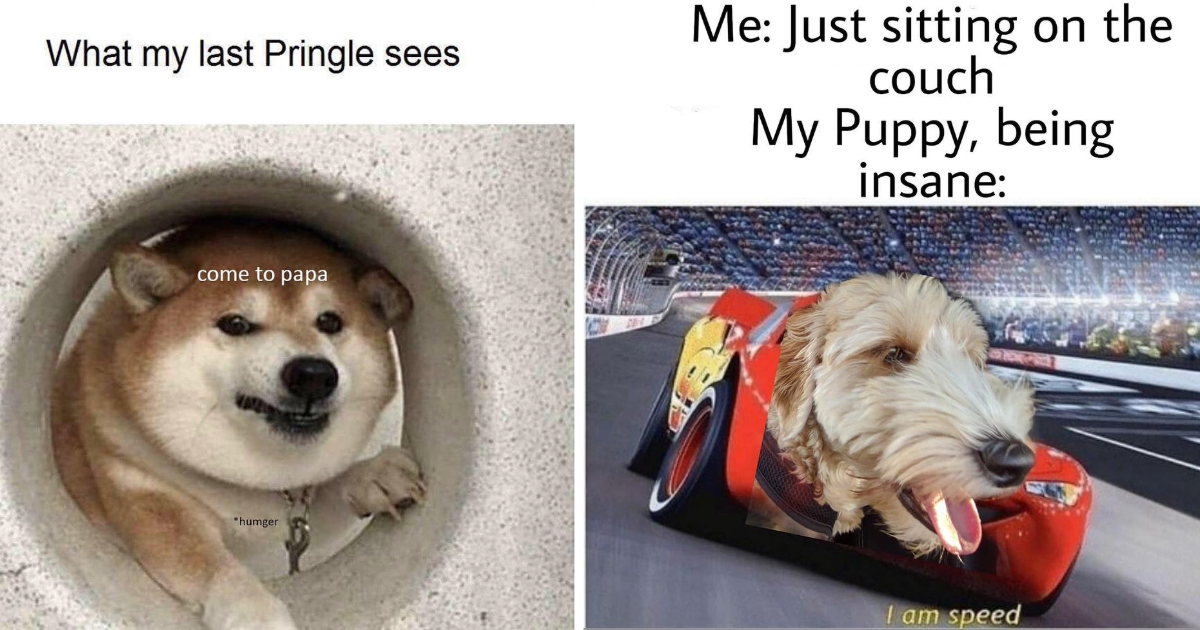 Delightful Memes Of Doggos Being Doggos To Sweeten Your Saturday ...