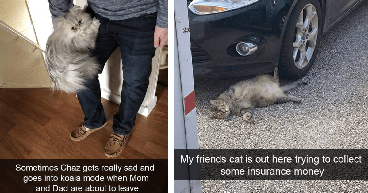 A Silly Selection of Snaps From Funny Felines Looking to Purrfect The Art of Hacking Hissterical Hairballs
