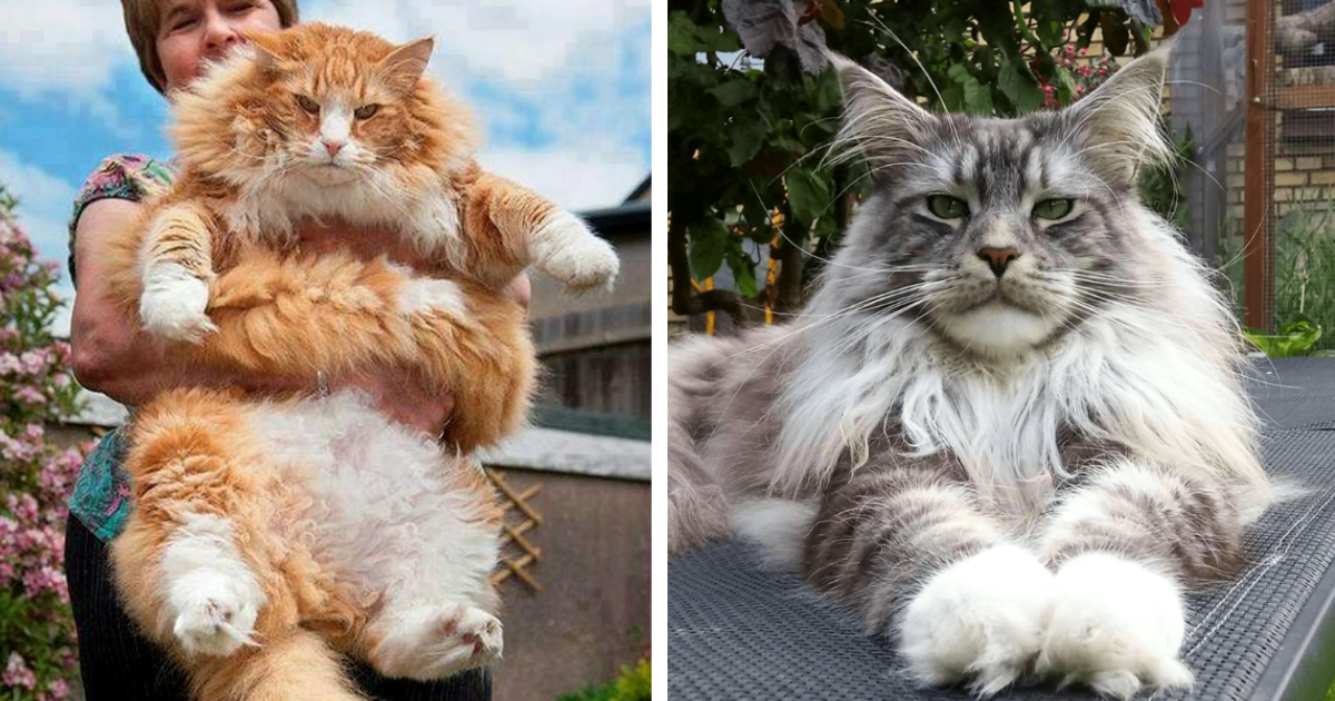 28 Meowrvelously Majestic Cats That Recognize Their Regality as Rulers ...