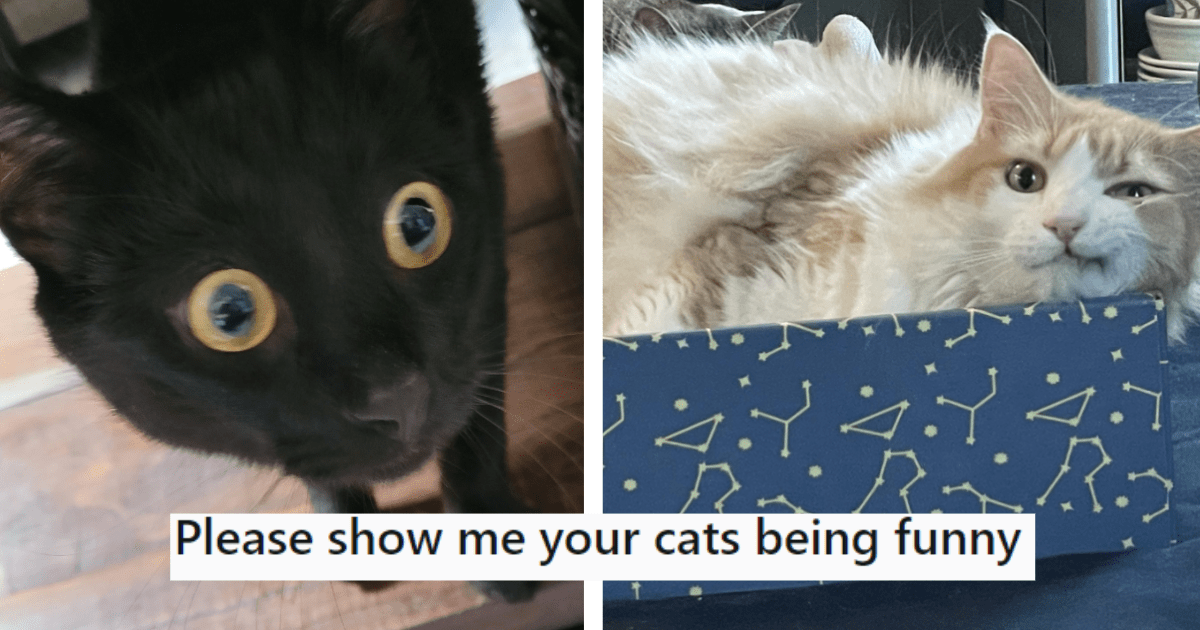 25 Hissterical Pictures Of Cats On Their Funniest Behavior To Inspire ...