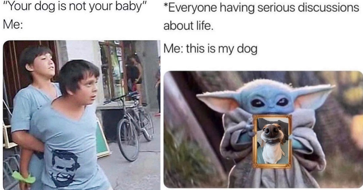 ‘This Is Not My Dog, He’s My Biological Child’ 20 Hilarious And