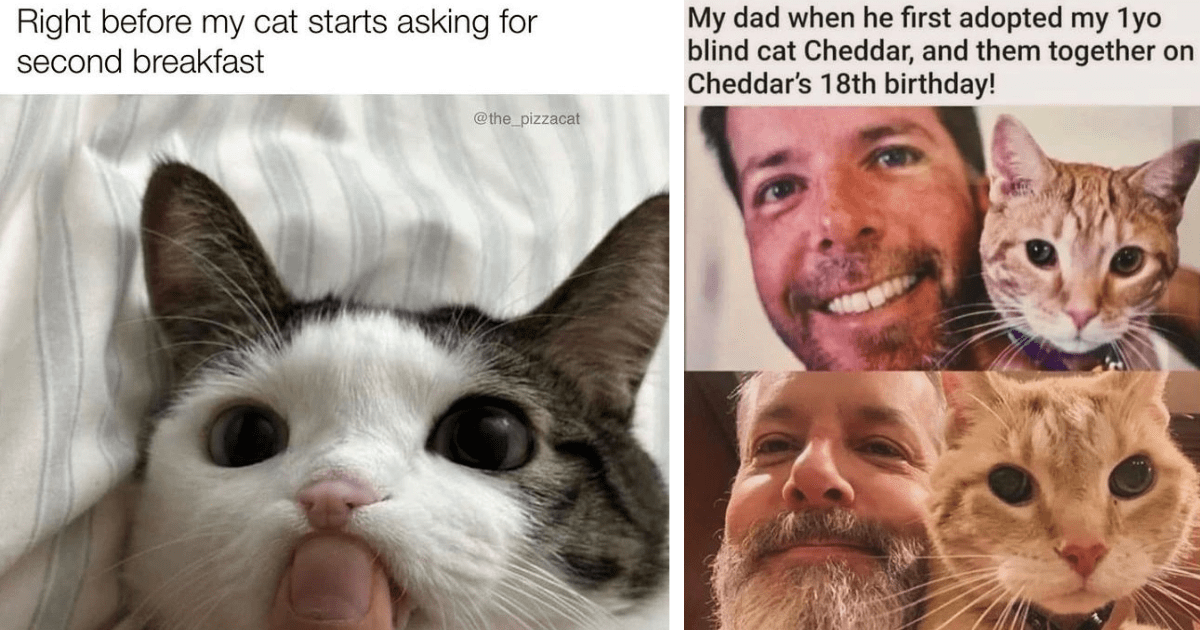 22 Relatable Caturday Memes For The Feline Pawrents Who Have Been ...