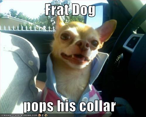 frat dog collars