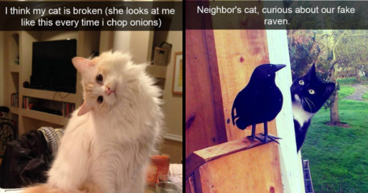 Cattitude Overload With 24 Funny Fluffy Felines To Fuel The Weekend With Feline Frenzy