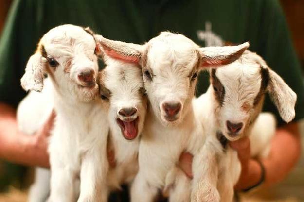 Cute Baby Goats That Will Leave You Smiling 22 Photos I Can Has