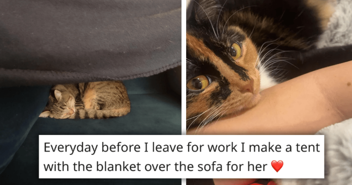 24 Cute Kitty Confessions From Wholesome Fluffy Feline Expurrts Sharing ...