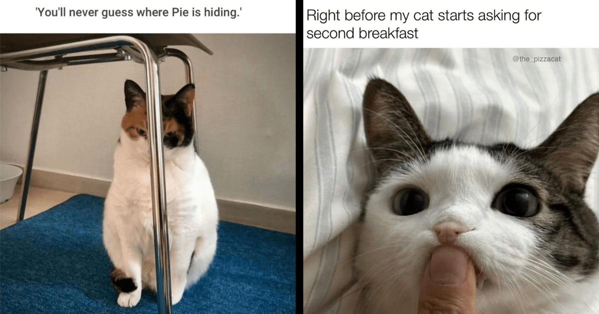 A Purrfectly Curious Catastrophe of Cat Memes To Keep You Giggling ...