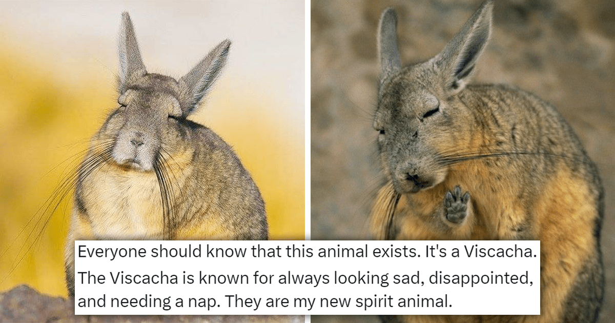 Meet The Viscacha: The Remarkably Relatable Animal That Always Looks ...