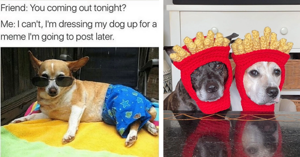 20 Howlarious Posts For Dog Meme Junkies to Fill Their Canine Quota For ...