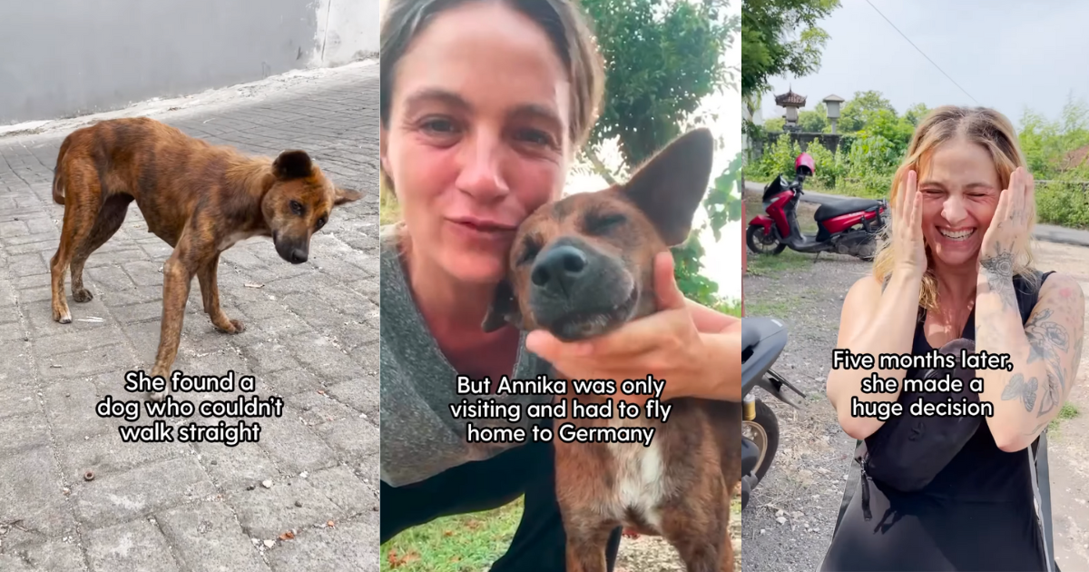 Traveler Finds Disabled Doggo and Decides to Foster Her, Returns After ...