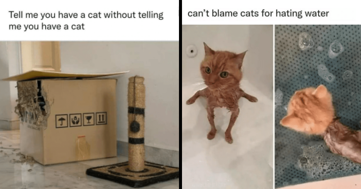 25 Hissterically Meowgical Feline Memes To Fill The Day With Purrfect ...