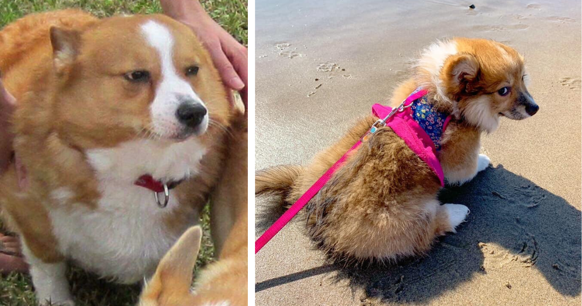 24 Judgmental Corgis Serving Serious Side-Eye For Canine Pawrents Who ...