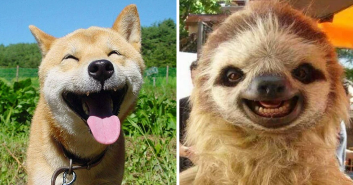 Say Cheese To A Weekend Of Furry Fun Featuring 22 Amusing Animals ...