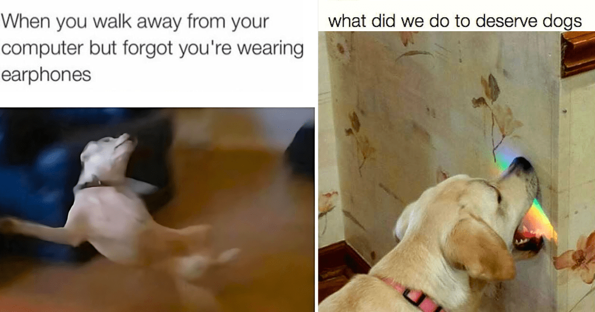 31 Mood-Lifting Doggo Memes For A Better Day (May 28, 2024) - Animal ...