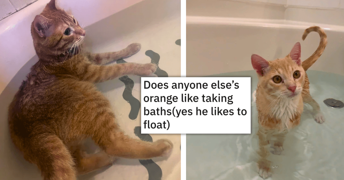 Shampoo Shenanigans of Citrusy Orange Cats Who Love to Bathe, Sparking ...