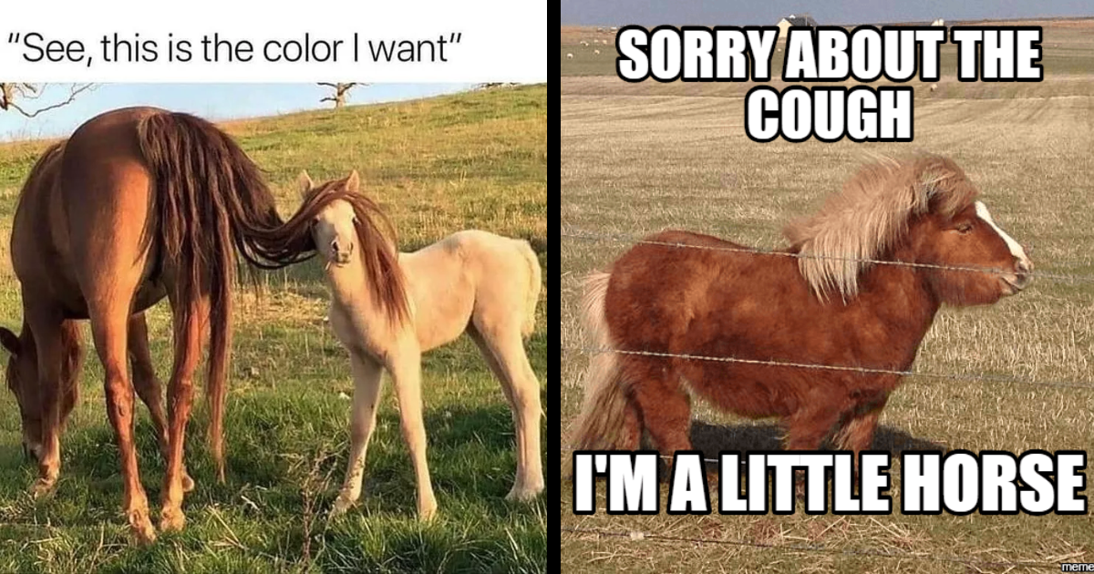 30 Hilarious Horse Memes to Trot Through the Mane Event of the Dressage ...