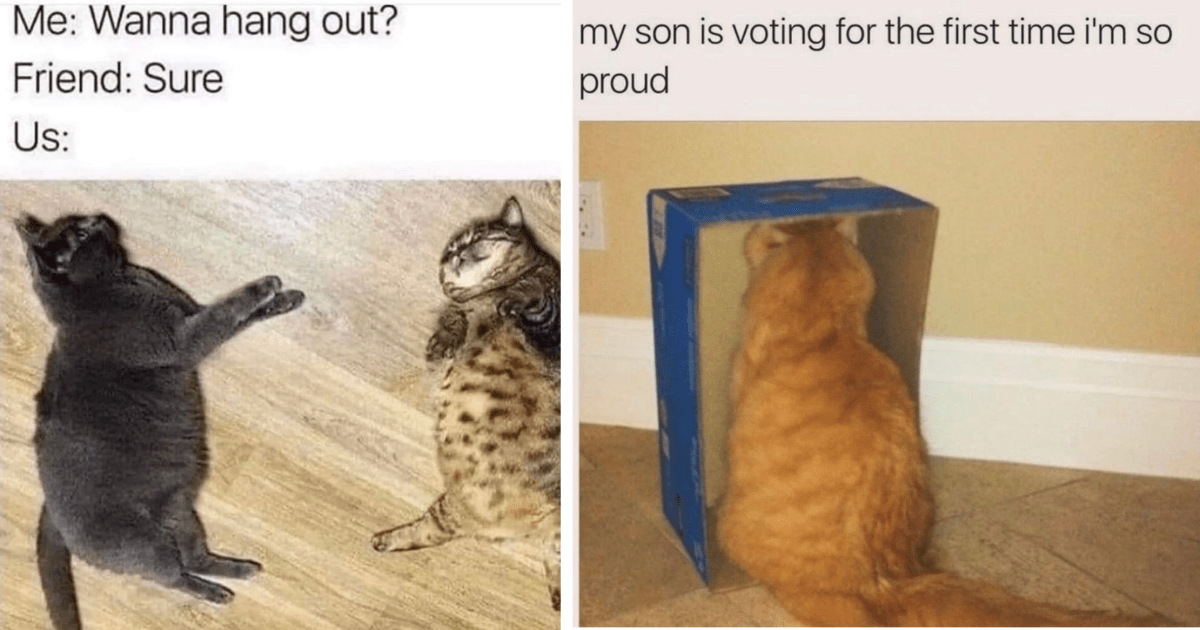 26 Clawssic Cat Memes For Feline Pawrents Missing Their Cat Children ...