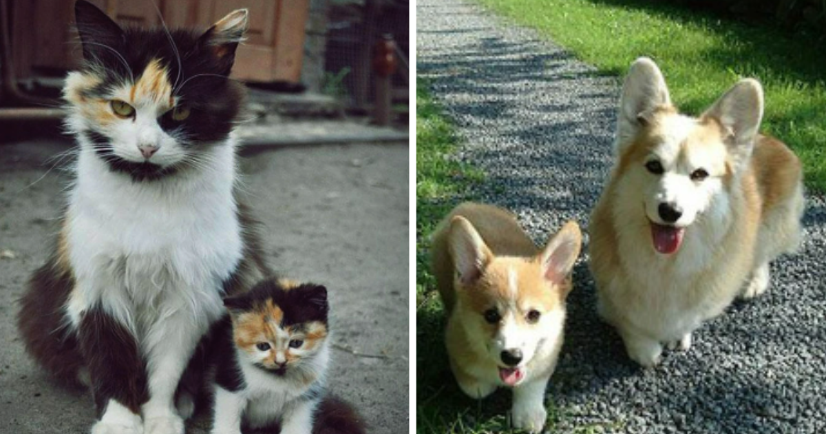 24 Pawsitively Awwdorable Mini-Me Animal Duos Doubling Down On Charm ...